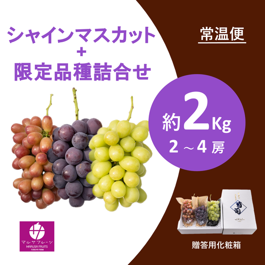 2026年産 シャインマスカット+限定品種詰合せ 約2kg（2〜4房）常温便 贈答用化粧箱