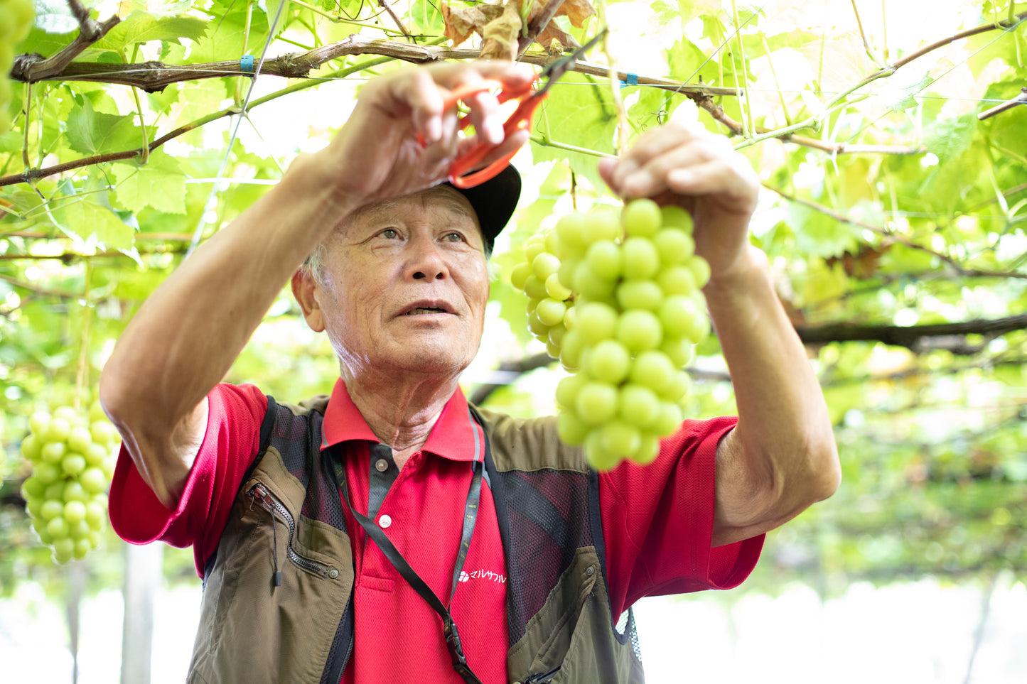 2026年産 シャインマスカット 約5kg（5〜9房）常温便 簡易箱