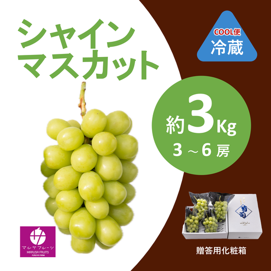 2026年産 シャインマスカット 約3kg（3〜6房）クール便 贈答用化粧箱